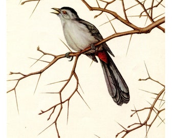 Vintage 1940's Original Catbird on a Bare Branch Bookplate  Illustration, Print