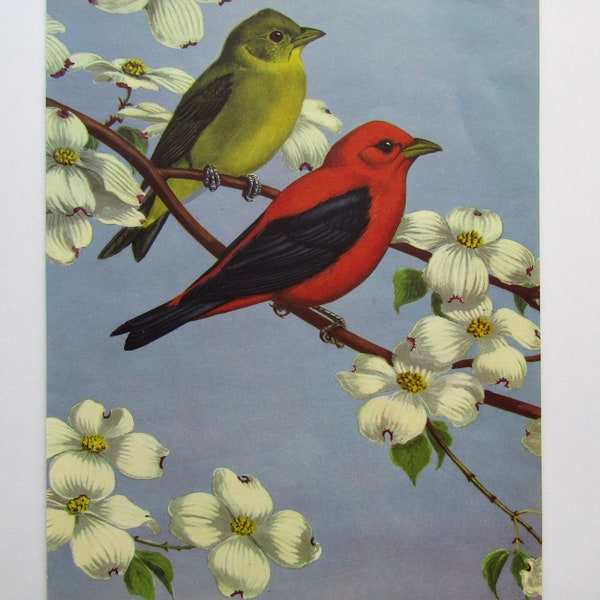 Vintage 1940's Original Scarlet Tanagers Bookplate  Illustration, Print by Walter Weber, Birds on Flowering Branch