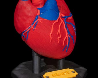 3D Printed Heart Model – A Detailed and Educational Anatomical Tool!