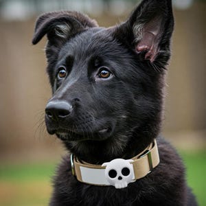 Op de afbeelding: Een zwarte Duitse herder puppy met een bruine hondenriem met een witte schedelhanger.
