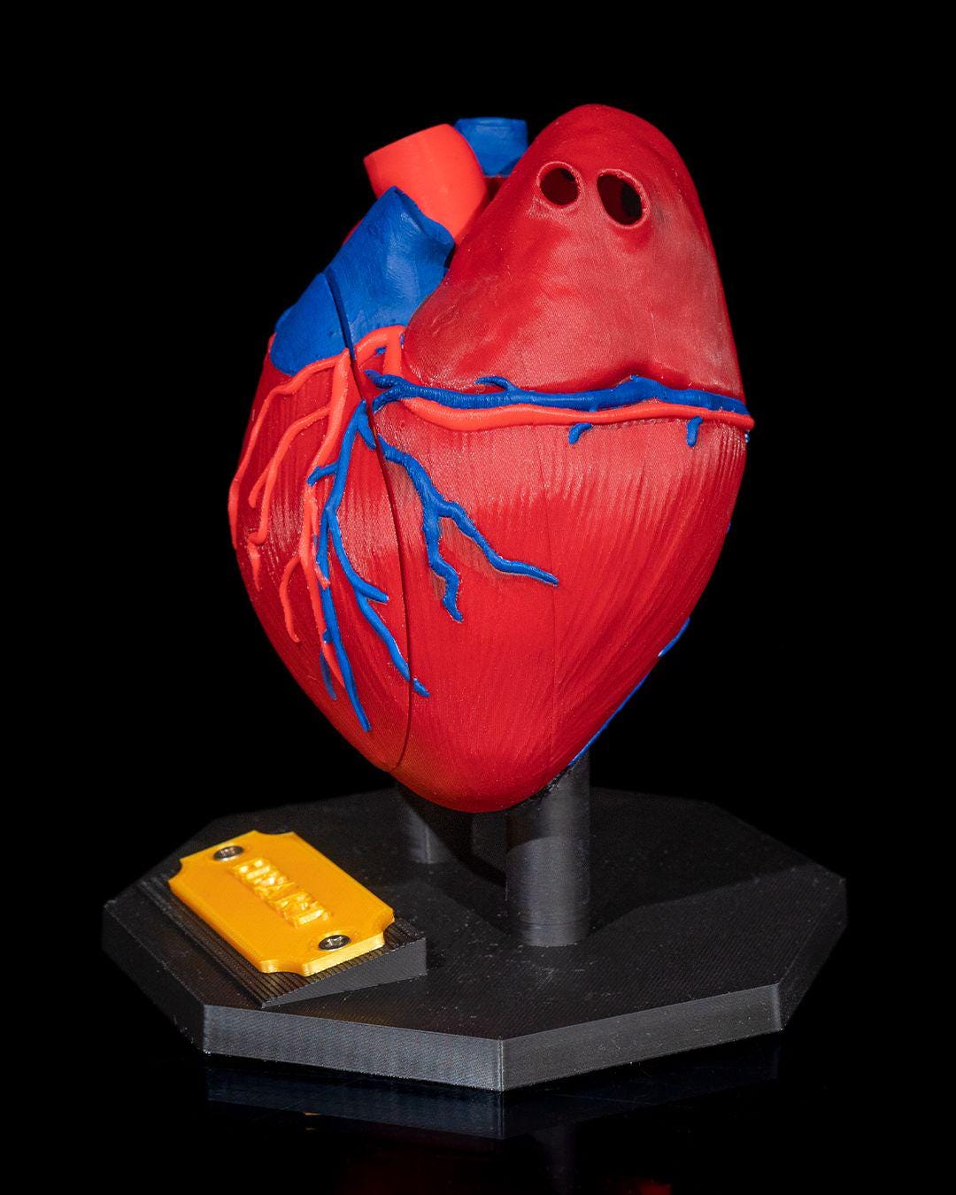 3D Printed Heart Model – A Detailed and Educational Anatomical Tool! - Etsy