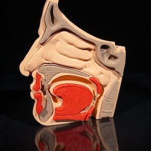 May include: A detailed anatomical model of the human nasal cavity and pharynx, showing the nasal passages, palate, and throat. The model is made of plastic and is painted in realistic colors.