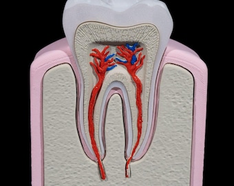 May include: A cross-section of a tooth model showing the enamel, dentin, pulp, and root canal. The tooth is pink and white with red and blue veins.