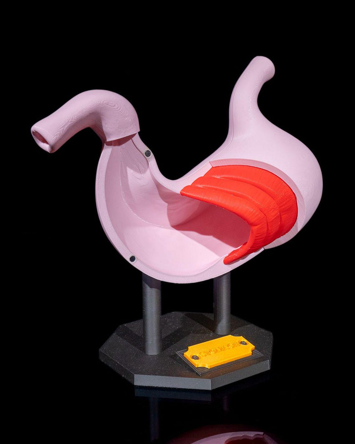 3D Printed Stomach Model – A Detailed Educational Tool for Digestive ...