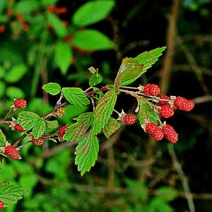 Rubus argutus blackberry cuttings (rooted) 3 plants