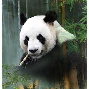 Peut inclure: Un panda noir et blanc assis dans une forêt de bambous. Le panda tient un morceau de bambou dans sa gueule et regarde la caméra.