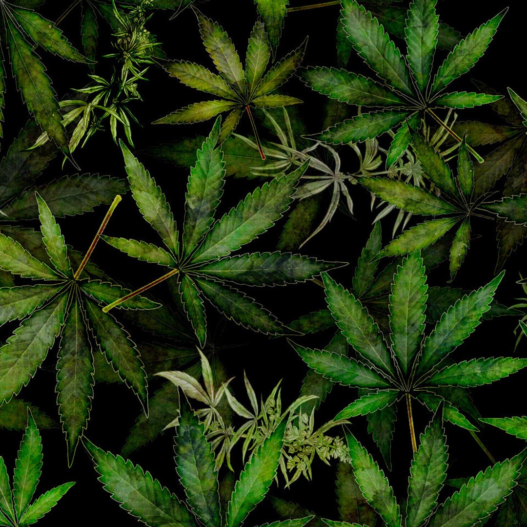 Cannabis Leaves Black Happy Harvest Dan Morris Quilting Treasures
