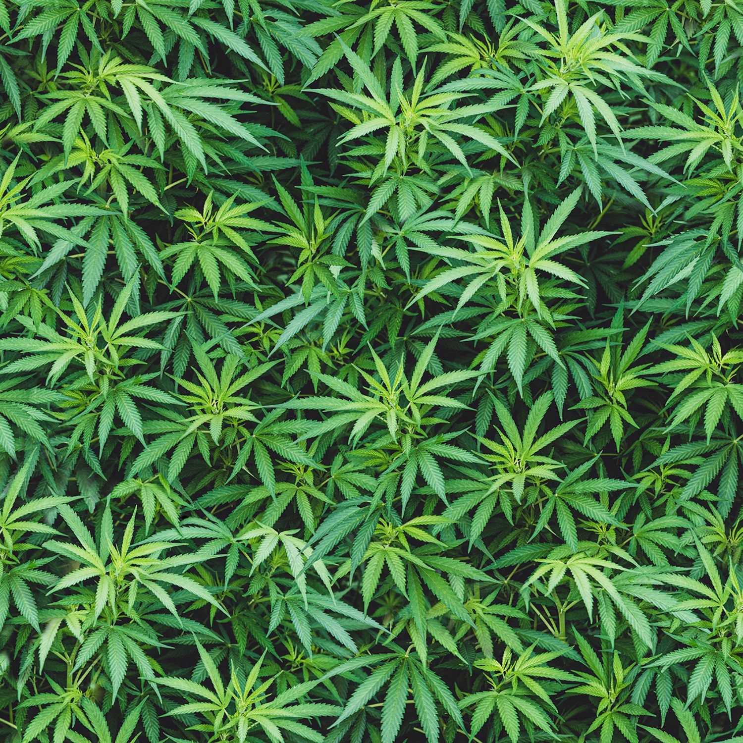 Cannabis Green Realistic Hoffman Fabric - Etsy Norway Cannabis Green Realistic Hoffman Fabric - Etsy Norway