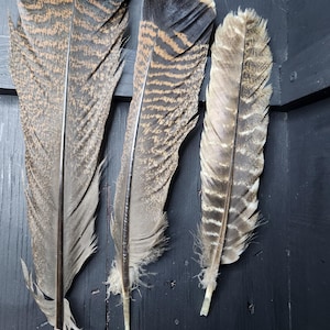 Truthahnfedern, Natürliches 3er Set