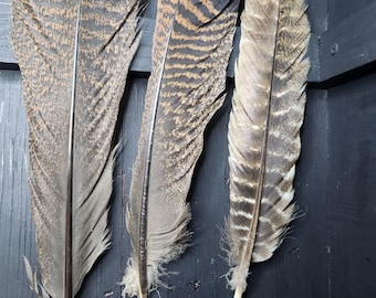 Turkey Feathers, Natural Set of 3