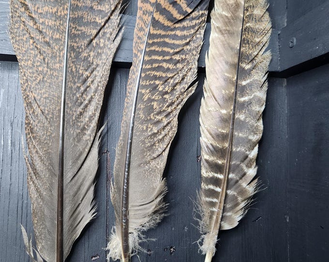 Turkey Feathers, Natural Set of 3