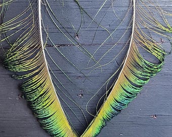 Peacock SWORD Feathers 19 in