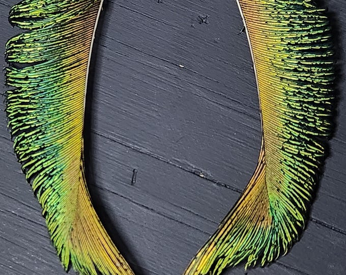 PEACOCK Feather Earrings from Arizona