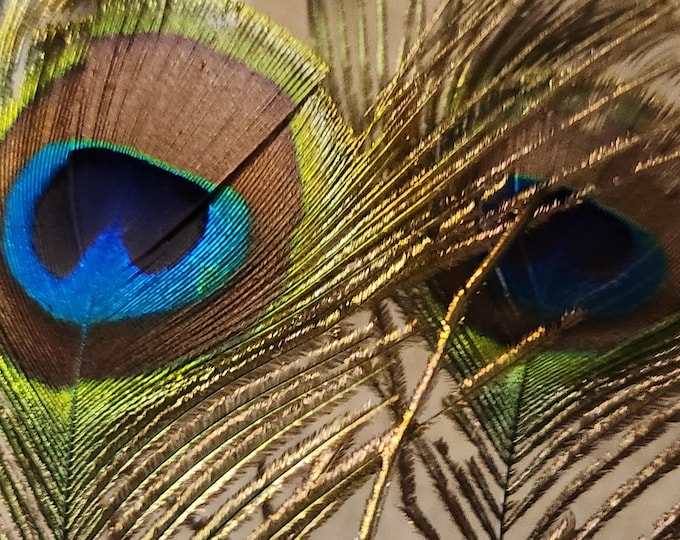 Peacock EYE Feathers 31 in