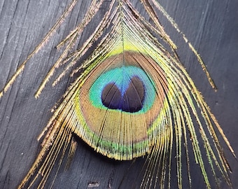 Peacock EYE Feathers 32 in