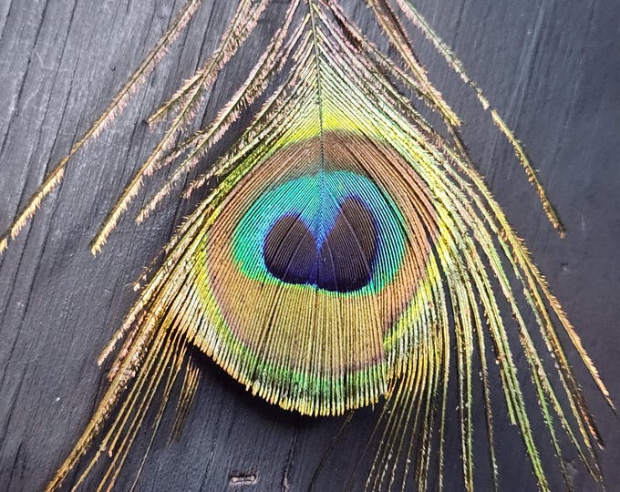 Peacock EYE Feathers 32 in
