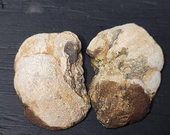 Nodule Cut and Hand Polished from Arizona