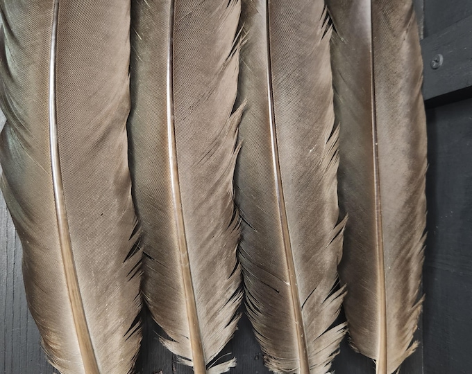 Black PEACOCK Feathers