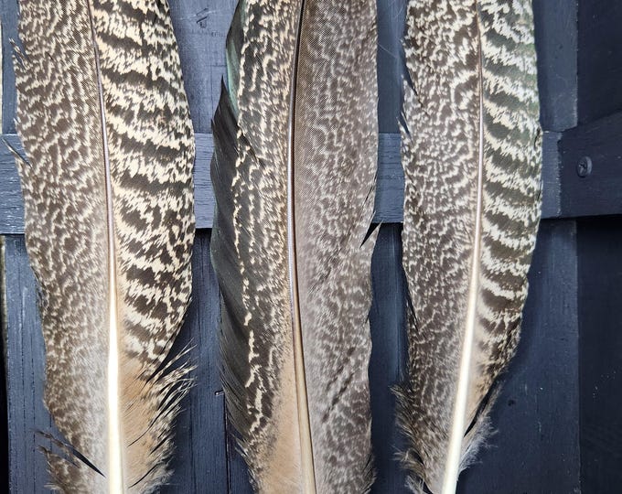 Mottled Pattern PEACOCK Feathers