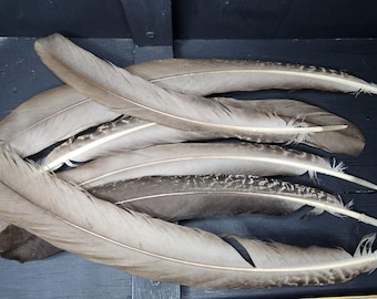 Two-Tone PEACOCK Feathers