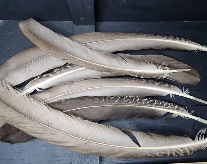 Two-Tone PEACOCK Feathers