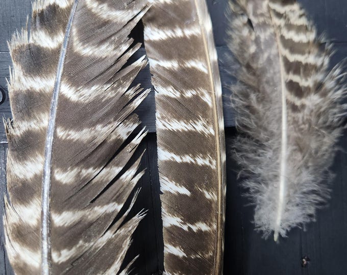 Small TURKEY Feathers