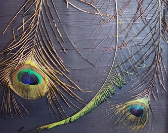 Peacock EYE Feathers 3 pack
