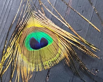 Peacock EYE Feathers 21/31 in