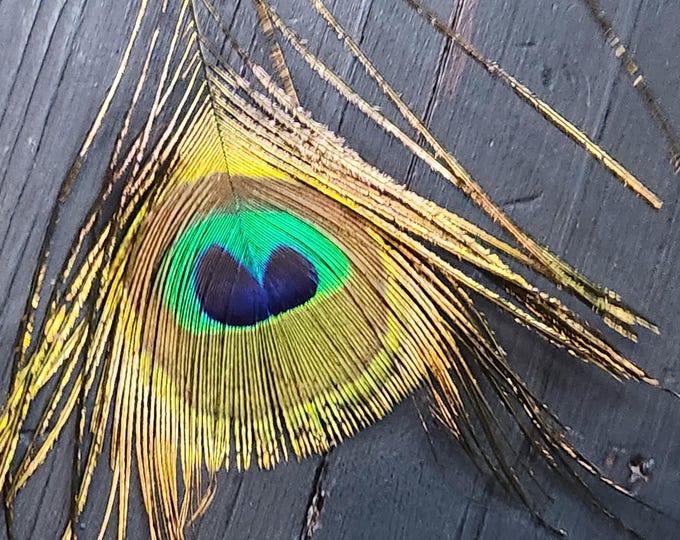 Peacock EYE Feathers 21/31 in
