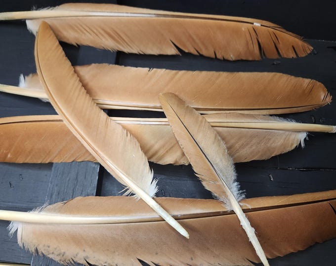 Brown PEACOCK Feathers