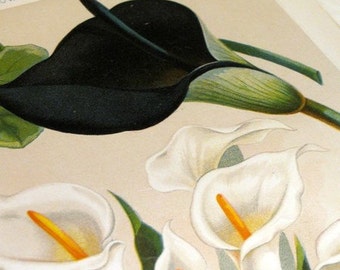 Black Calla Lily Print