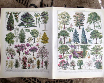 Vintage Larousse Famous French Dictionary Print XXe Trees Double Page