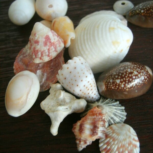 Natural Hawaiian Sea Shell, LOT 18MS