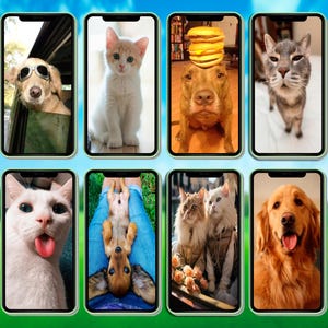 May include: A collage of nine images featuring various pets, including dogs and cats. The images are displayed in a grid format on a phone screen. Some of the pets are wearing sunglasses, hats, and other accessories.