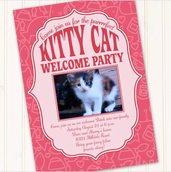 New Cat Introducing A Feral Cat To House Cats Feral Cats Calling