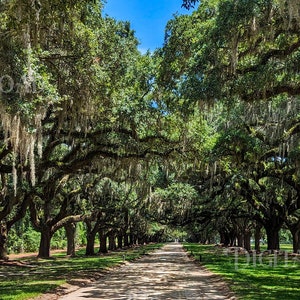 Boone Hall Plantation Print: Avenue of the Oaks, Charleston SC (Digital Download)