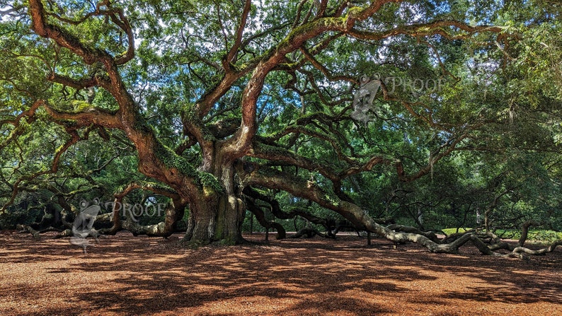 The Angel Oak Tree on Johns Island - Majestic Southern Live Oak Print ...