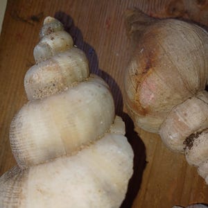 May include: Close-up of several seashells with a spiral and bulbous shape. The shells are off-white with sandy textures and sit on a wooden surface. The shells vary in size and shape, showcasing natural variations.