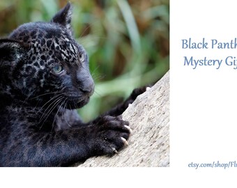 Black Panther Themed Mystery Package, Mixed Items, Surprises, Gift Tags, Note Cards, Birthdays, Save the Black Panthers, 10% or More Donated