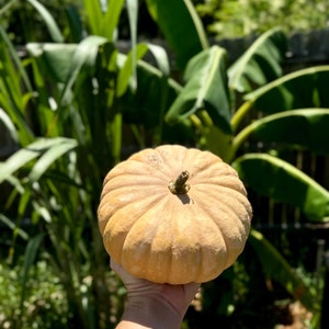 Seminole Pumpkin - Florida Grown