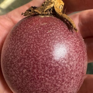 Purple Passionfruit Seeds - Florida Grown - Naturally Grown