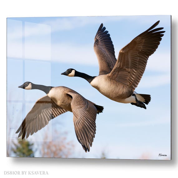 Wall Art Print – Two Canada Geese Flying - Sky - Wildlife Photography – acrylic, metal, canvas – DS0810R