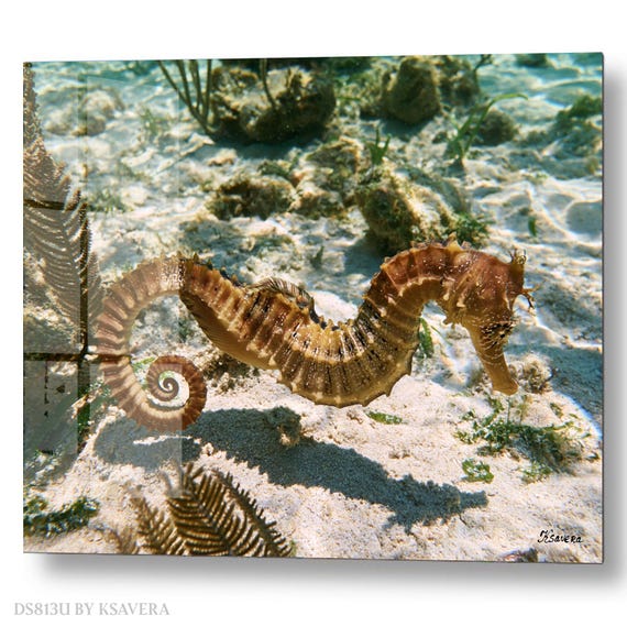 Wall Art Print – Brown Seahorse - Sealife - Underwater ocean Photography - acrylic glass, metal, canvas – DS0813U