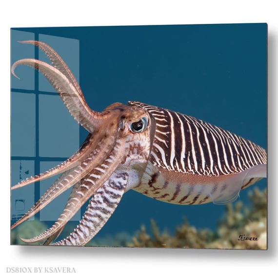 Wall Art Print – Pharaoh Cuttlefish - Blue Ocean Water - Sealife Photography - acrylic, metal, canvas – DS0810X