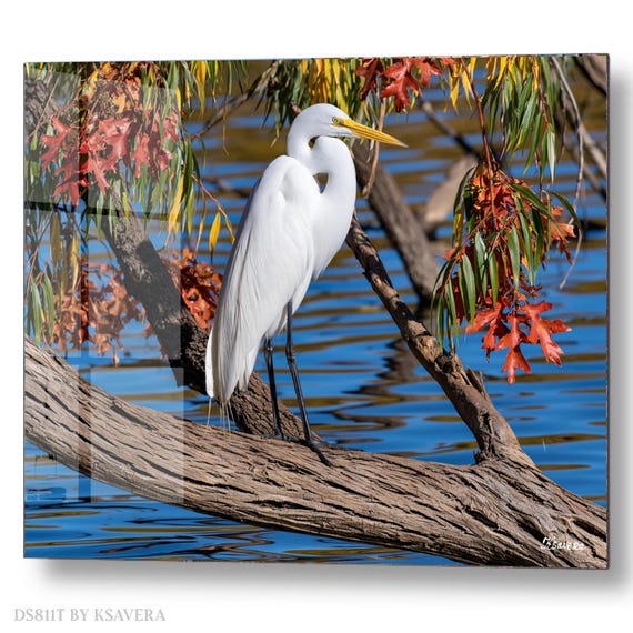 Wall Art Print – White Egret Heron On Log - Wildlife Photography – acrylic, metal, canvas – DS0811T