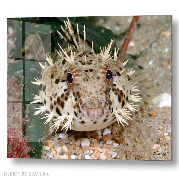 Wall Art Print – Spiny Puffer Fish Sealife - Underwater ocean Photography - acrylic, metal, canvas – DS0810Y