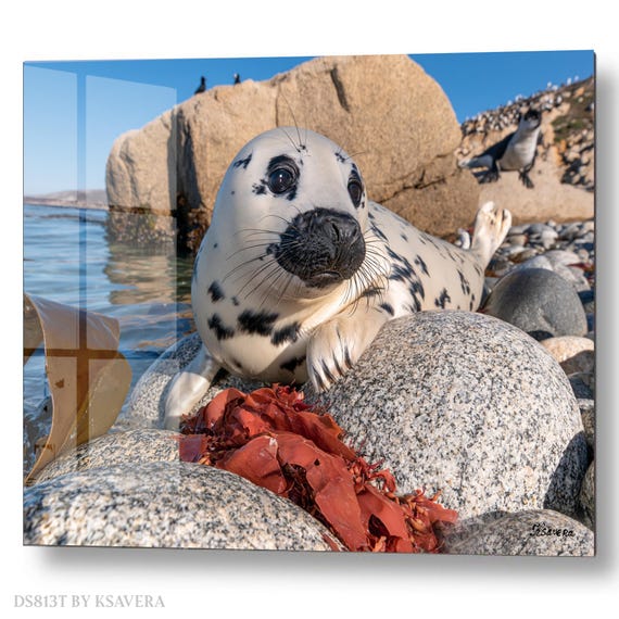 Wall Art Print – Spotted Seal Pup Swimming - Ocean - Sealife Photography - acrylic, metal, canvas – DS0813T