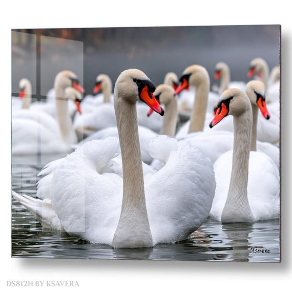 Wall Art Print – Elegant White Swans - Snowy Shore - Winter Photography - acryl, metal, canvas – DS0812H