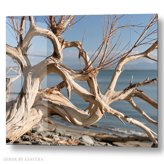 Wall Art Print - Driftwood Coastal Photography – Nature Decor – Beach Landscape - acrylic, metal, canvas – DS0811K
