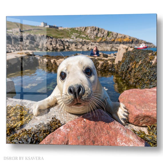 Wall Art Print – White Seal Pup - Coastal Rocks - Sealife Photography - acryl, metal, canvas – DS0813R